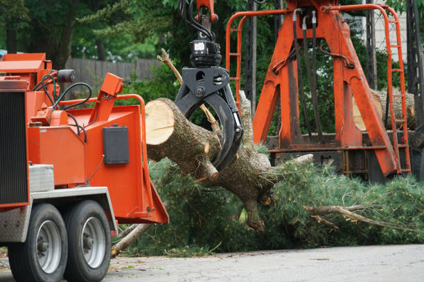 The Steps Involved in Our Tree Care Process in Brookneal, VA